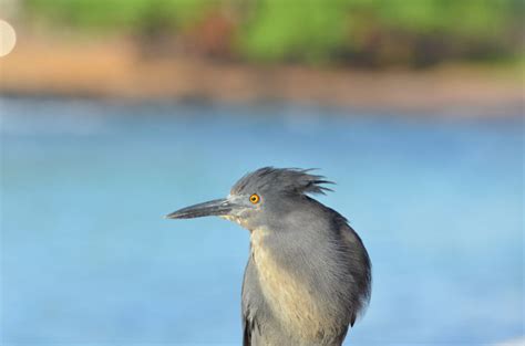 This item only comes in one variety. Lava, Lava, Lava | 3 Unique Galapagos Lava Animals - Galakiwi Blog | Galakiwi Adventures ...