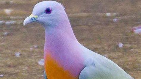 ‘hot Pigeon Sends Internet Into Frenzy With Rainbow Coloured Feathers