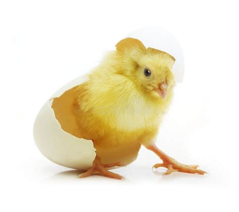 115 Baby Chick Coming Out Egg Stock Photos Free And Royalty Free Stock