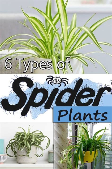 6 Types Of Spider Plants You Can Grow Spider Plants Plants Types