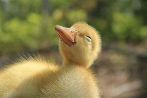 The 35 Happiest Moments In Animal History Cute Ducklings Happy