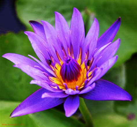 Hakeem Photography Lotus With Purple Flowers