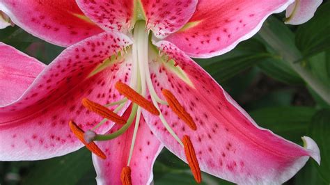 Pink Lily Summer Flowers Wallpaper Preview