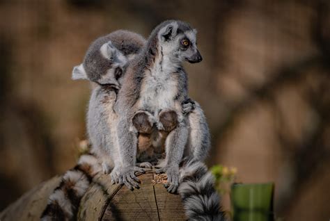 Twin Endangered Ring Tailed Lemurs Born At Chester Zoo Isle Of Wight