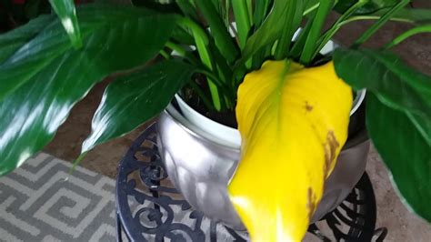 Spathiphyllum grows best in bright indirect light but can tolerate lower light conditions. New Peace Lily Plant Care | Checkup and Update | Part 5 ...