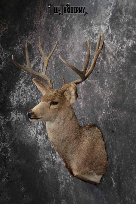 Mule deer mounts & north american big game taxidermy. Mule Deer taxidermy mount for sale SKU 1221 | All Taxidermy