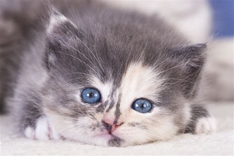Bishop Ranch Veterinary Center: The Feline Leukemia Virus ...
