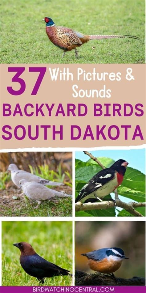 37 Backyard Birds In South Dakota With Pictures Birdwatching Central