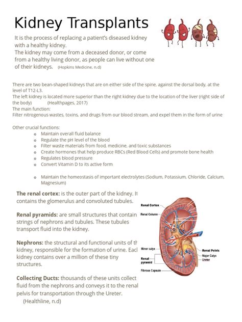Kidney Transplants Handout Pdf Kidney Organ Anatomy