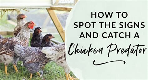 How To Spot The Signs And Catch A Chicken Predator Green Willow Homestead