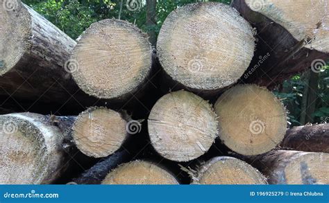 Cutting Of The Trees Bark Beetle Calamity Conifer Tree Logs On Pile