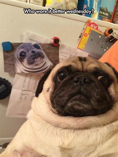 552 Best Funny Pug Dog Memes Lol Images On Pinterest Doggies Funny