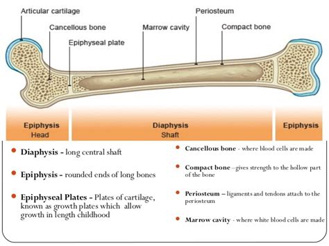 The diaphysis is the main or midsection of a long bone. Structure of long bone and bone growth
