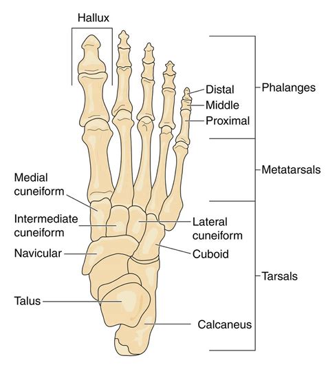 Navicular Fracture Causes Symptoms Diagnosis Treatment And Prognosis