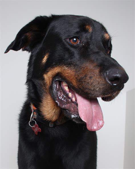 Find rottweiler puppies and breeders in your area and helpful rottweiler information. Rottweiler dog for Adoption in Eden Prairie, MN. ADN ...