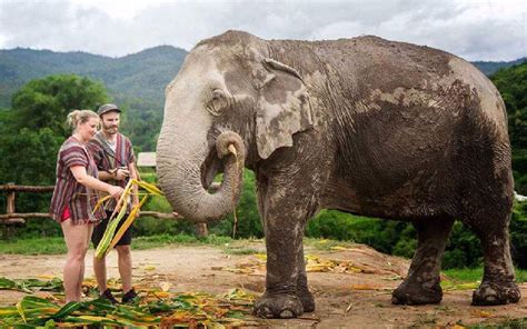 Top 10 Ethical And No Riding Elephant Sanctuary Near Bangkok Ume Travel