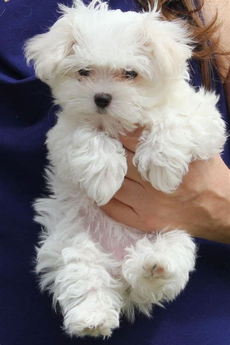 Find groups in palm desert, usa that host online or in person events and meet people in your local community who share your interests. 77+ Maltese Puppies For Sale In Palm Desert Ca - l2sanpiero