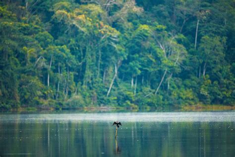 Tambopata Biodiversity Reserve Stand For Trees