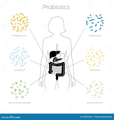 Ilustración Aislada De Vectores De La Microbiota Humana Ilustración Del