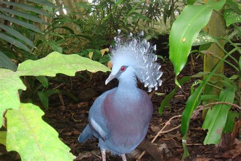 Tropical rainforests lie in the equatorial zone between the tropic of cancer and tropic of capricorn. Pin on I LOVE BIRDS
