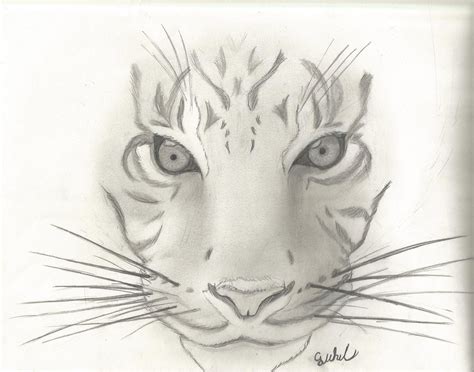 Animal Sketch 1 ~ Tiger By Cjwhit On Deviantart Animal Sketches