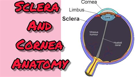 Cornea And Sclera Youtube