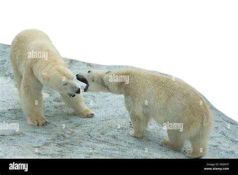 Two Polar Bear Fighting Stock Photo Alamy