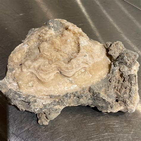 Calcite Clam Fossil Wild Soul River Llc