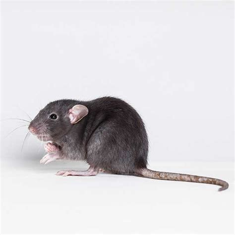 At colonial pest, we provide local pest control services in middlesex county, essex county, norfolk county, suffolk county and worcester county. Rodent Exterminators | Rodent Control & Removal Services