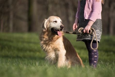 10 Beste Hondenrassen Voor Kinderen En Gezinnen Met Fotos Dierkeurnl
