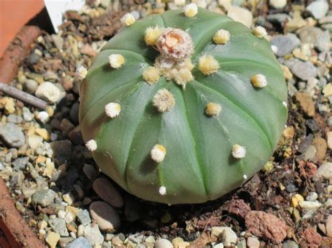 ¿cómo sacar una espina de un dedo o de otra parte del cuerpo? ¿Existen los cactus sin espinas? | Plantas