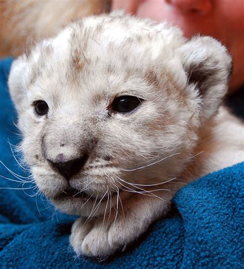 Baby White Lions Flickr Photo Sharing