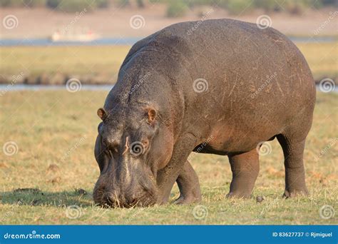 Hippo In The Grass Wet Green Season African Hippopotamus