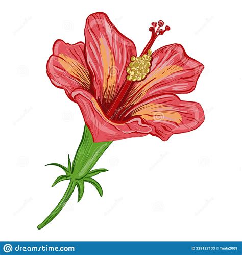 Vector Illustration Of A Hibiscus Plant Flowers And Leaves Of A Plant
