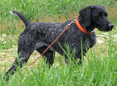 Maybe you would like to learn more about one of these? black german shorthaired pointer | GSP | Pinterest