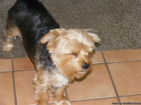 2 Year Old Yorkie For Sale In Anchorage Utah Classified