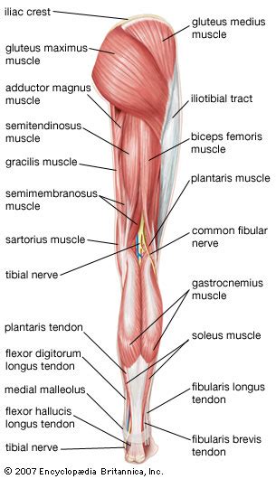 Calf training doesn't need to be all calf raises. gastrocnemius muscle | anatomy | Britannica.com