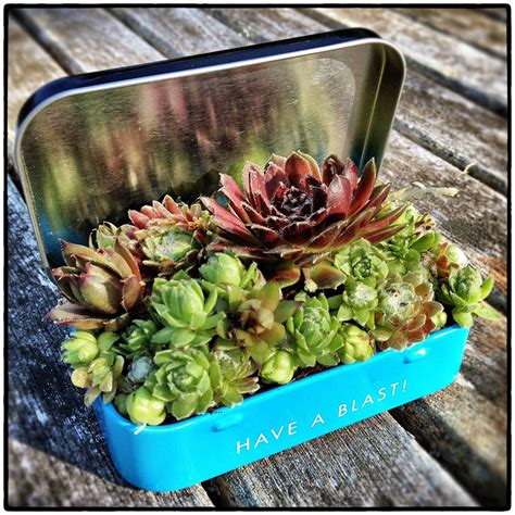 Creating a raised planting area is not necessary if the native soil is sandy. 5 Things to Know for Container Garden Success | Succulents ...