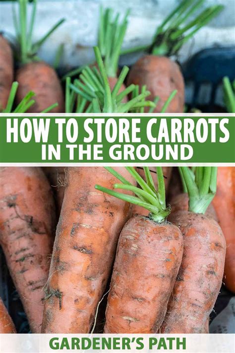 How To Store Carrots In The Ground Over Winter Gardeners Path