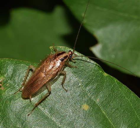 German Cockroaches Identify Prevent And Control Imperial Pest