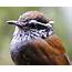 Endangered Species Birds At Risk Of Extinction Due To Deforestation Threat