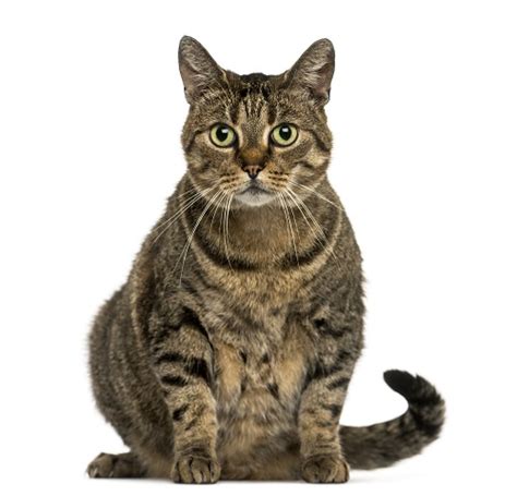 European Shorthair Cat Breeders And Information