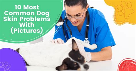 10 Most Common Dog Skin Problems With Pictures My Pets Routine