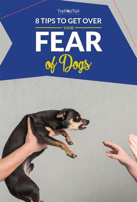 8 Tips On How To Get Over A Fear Of Dogs As Per Animal Experts