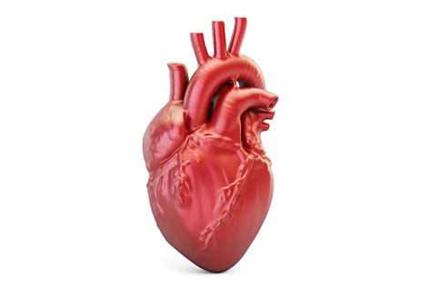 Understanding Your Heart And How It Functions Cardiology