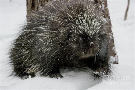 North American Porcupine In Snow Photograph By Paul Williamsscience