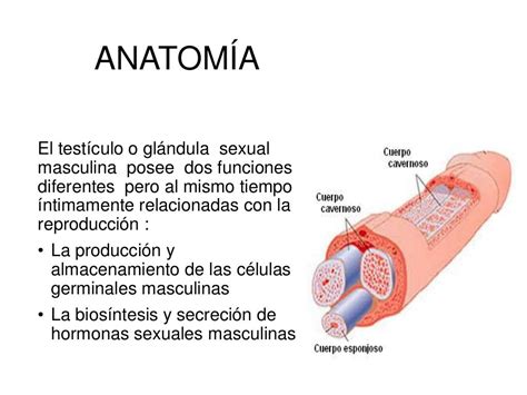 Fisiología Aparato Reproductor Masculino