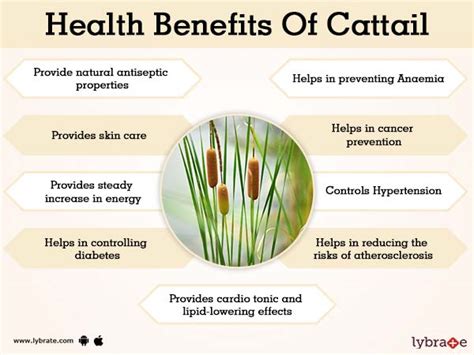 Benefits Of Cattail And Its Side Effects Lybrate