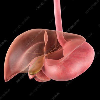 Browse 2,771 gall bladder stock photos and images available, or search for gall bladder icon to find more great stock photos and pictures. Human gallbladder - Stock Image - F015/6500 - Science ...