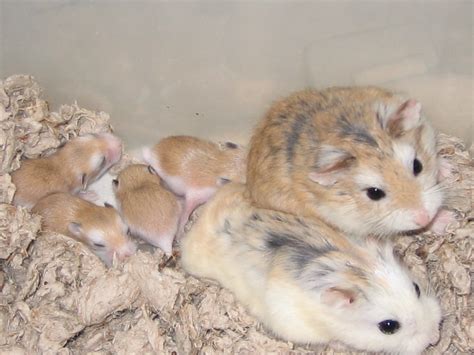 Roborovskis Babies Bred By Inari Hamsters White Faced X D Flickr